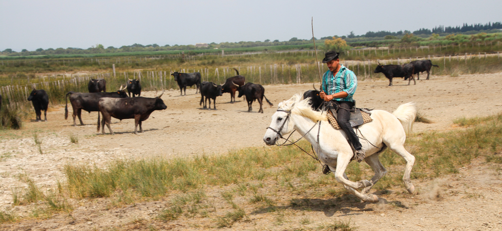 Wat te doen in Aigues Mortes op vakantie?  -  visuel 2/2 Wat te doen in Aigues Mortes op vakantie?  -  visuel 2/2