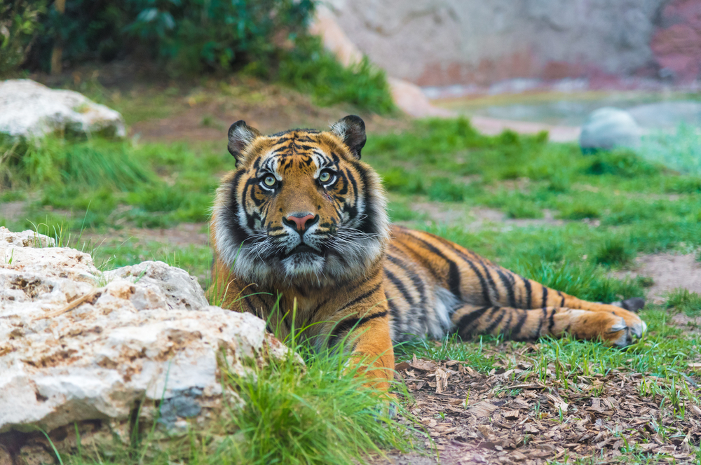 Le Mag Camping - Bezoek de dierentuin Bioparco in Rome