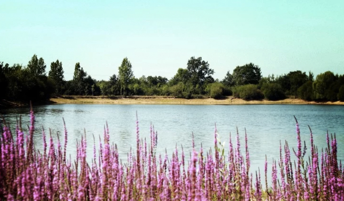 Au Pré de l'Etang Pays de Loire - Sainte-Foy visuel 1/6 Au Pré de l'Etang Pays de Loire - Sainte-Foy visuel 1/6