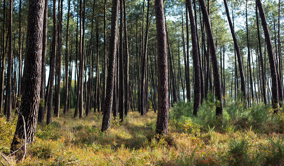 Laha Aquitaine - Lesperon visuel 2/3