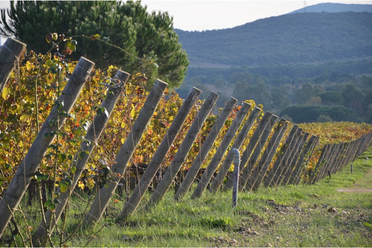 Tenuta Poggio Rosso Toscane - Piombino visuel 5/5 Tenuta Poggio Rosso Toscane - Piombino visuel 5/5