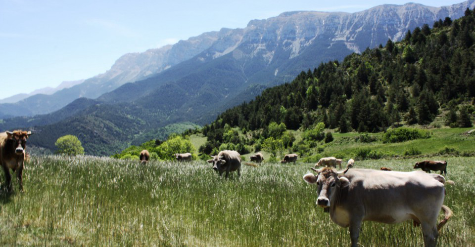 Gran Sol Catalonië - Montferrer visuel 2/2 Gran Sol Catalonië - Montferrer visuel 2/2