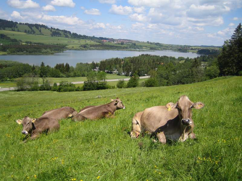 Grüntensee Beieren - Wertach visuel 3/3 Grüntensee Beieren - Wertach visuel 3/3