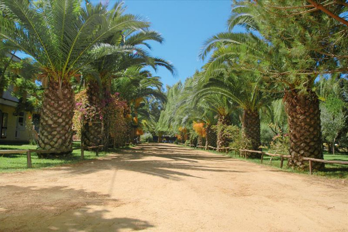 Iscrixedda Sardinië - Lotzorai visuel 8/8