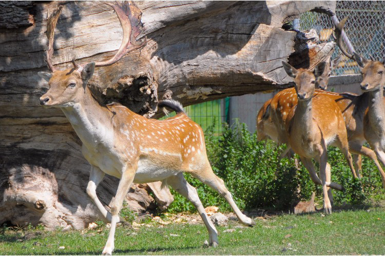 La Borda d'Arnaldet Aragon - Sesué visuel 6/7