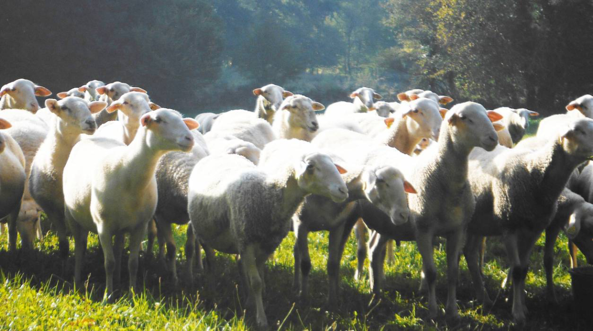 La ferme des Champeaux Limouqin - Saint-Amand-le-Petit visuel 4/5