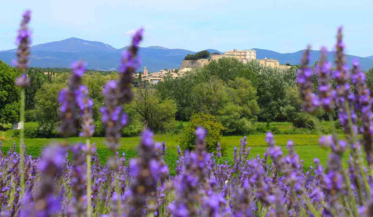Le Garrigon Provence-Alpes-Côte d'Azur - Krekel visuel 5/14 Le Garrigon Provence-Alpes-Côte d'Azur - Krekel visuel 5/14