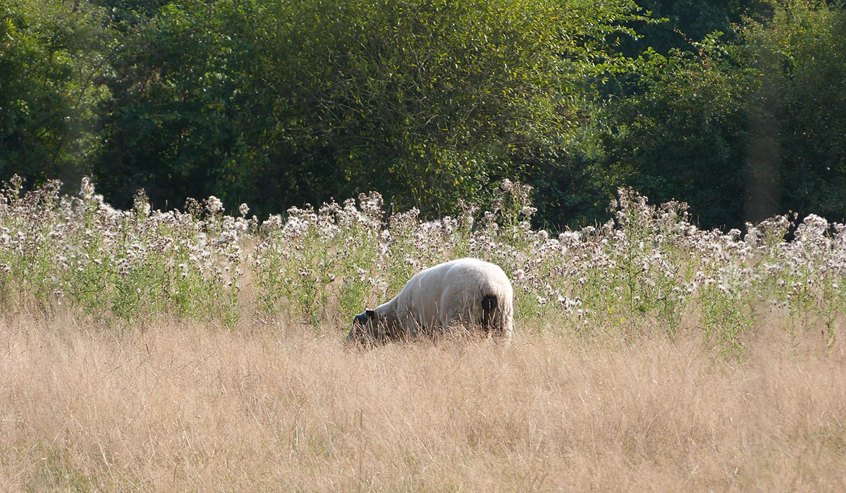 Le Picard Laag-Normandië - Toernooien visuel 8/11 Le Picard Laag-Normandië - Toernooien visuel 8/11
