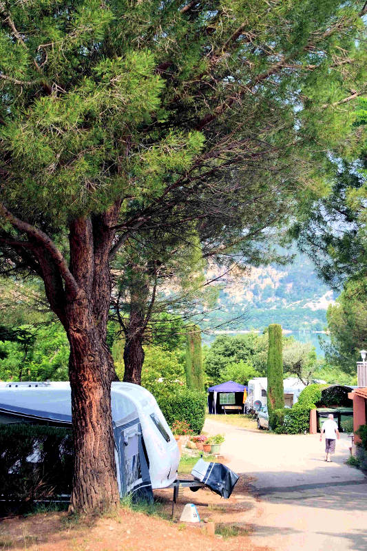 Les Pins Provence-Alpes-Côte d'Azur - Salles-sur-Verdon visuel 9/10 Les Pins Provence-Alpes-Côte d'Azur - Salles-sur-Verdon visuel 9/10
