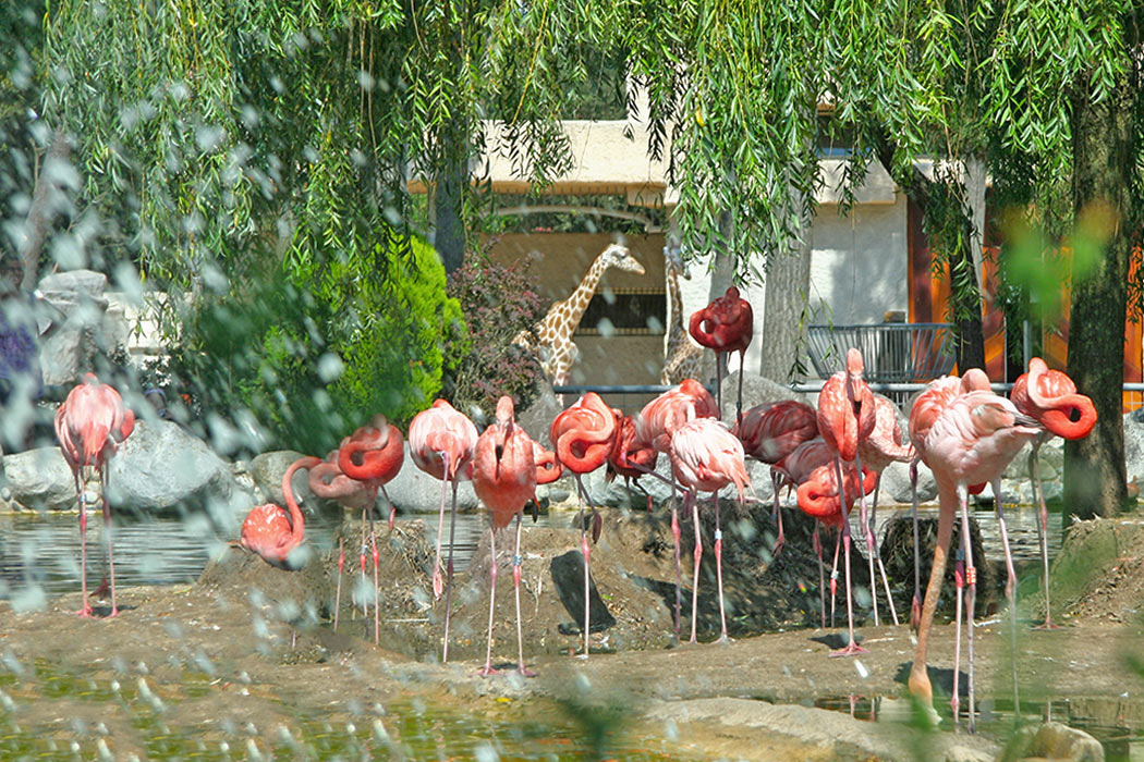 Palmyre Loisirs Poitou-Charentes - Les Mathes-La Palmyre visuel 4/18 Palmyre Loisirs Poitou-Charentes - Les Mathes-La Palmyre visuel 4/18