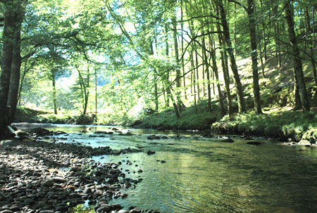 Au Bois de Calais Limouqin - Corrèze visuel 2/10 Au Bois de Calais Limouqin - Corrèze visuel 2/10