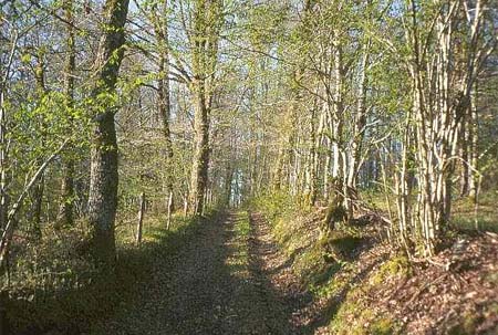 Au Bois de Calais Limouqin - Corrèze visuel 3/10 Au Bois de Calais Limouqin - Corrèze visuel 3/10