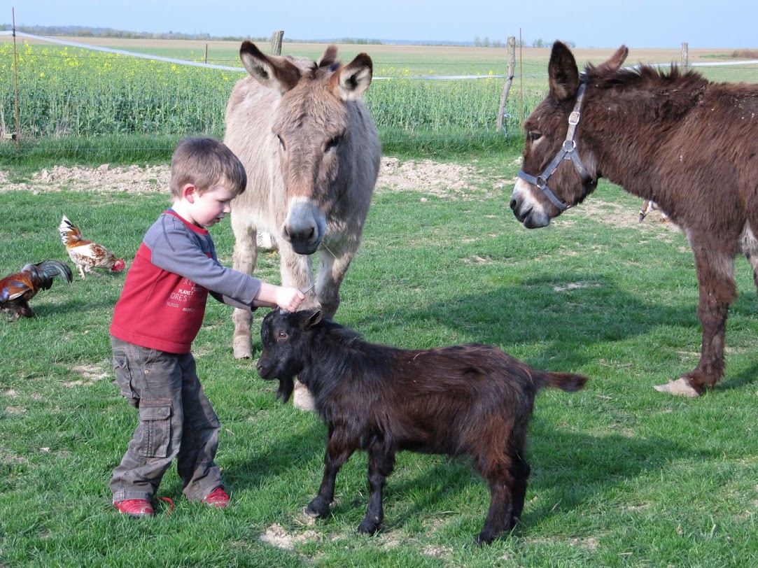 Ferme De Prunay Groot-Centrum - Seillac visuel 11/11 Ferme De Prunay Groot-Centrum - Seillac visuel 11/11