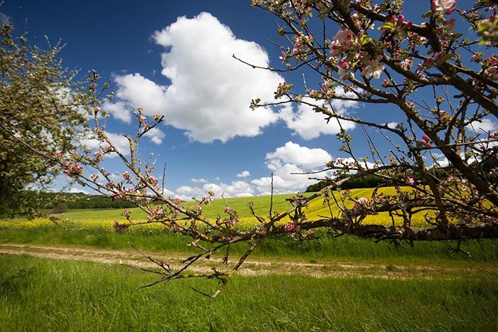 La Fromentelle Champagne-Ardennen - Dosches visuel 1/1 La Fromentelle Champagne-Ardennen - Dosches visuel 1/1