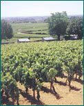 Meursault Bourgogne - Meursault visuel 9/10 Meursault Bourgogne - Meursault visuel 9/10