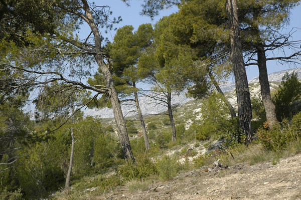 Camping de Puyloubier Provence-Alpes-Côte d'Azur - Puyloubier visuel 5/6 Camping de Puyloubier Provence-Alpes-Côte d'Azur - Puyloubier visuel 5/6