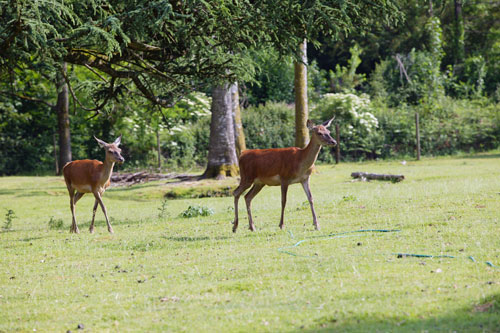 Le Château de Leychoisier Limouqin - Bonnac-la-Côte visuel 8/10 Le Château de Leychoisier Limouqin - Bonnac-la-Côte visuel 8/10