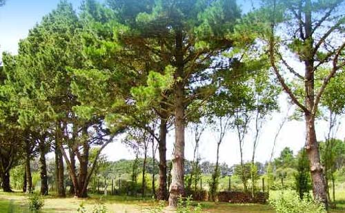Le Kernest Bretagne - Bangor visuel 6/10 Le Kernest Bretagne - Bangor visuel 6/10