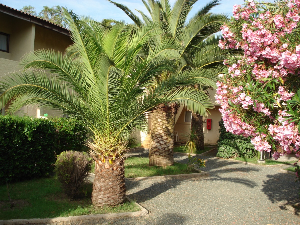 Les Castors Corsica - Calvi visuel 7/10 Les Castors Corsica - Calvi visuel 7/10