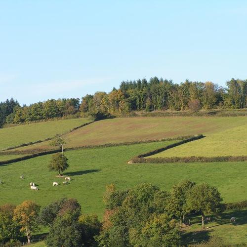 Les Genets Bourgogne - Ouroux-en-Morvan visuel 2/3 Les Genets Bourgogne - Ouroux-en-Morvan visuel 2/3