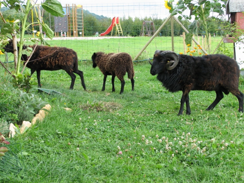 Les Hirondelles Champagne-Ardennen - BOURG STE MARIE visuel 5/7 Les Hirondelles Champagne-Ardennen - BOURG STE MARIE visuel 5/7