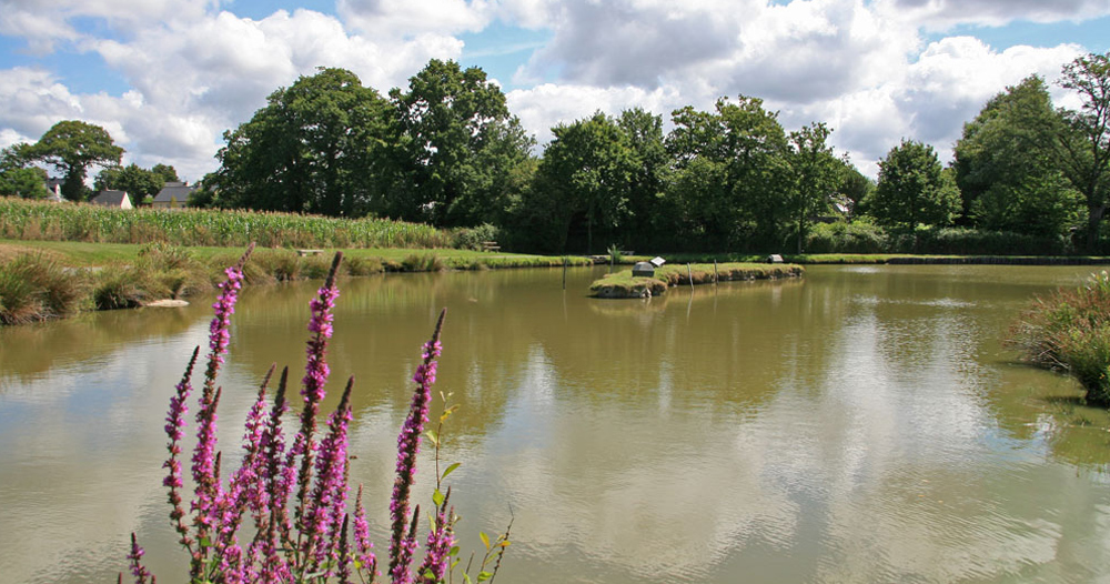 Les Prairies De L'etang Pays de Loire - Assérac visuel 3/9 Les Prairies De L'etang Pays de Loire - Assérac visuel 3/9