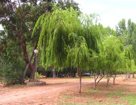 L'esperanza Corsica - Lucciana visuel 1/1 L'esperanza Corsica - Lucciana visuel 1/1