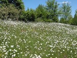l'Etang Neuf Bourgogne - Issy-l'Évêque visuel 8/9 l'Etang Neuf Bourgogne - Issy-l'Évêque visuel 8/9