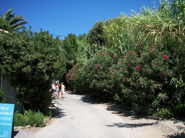L'Ile d'Or Provence-Alpes-Côte d'Azur - Hyères visuel 17/32 L'Ile d'Or Provence-Alpes-Côte d'Azur - Hyères visuel 17/32