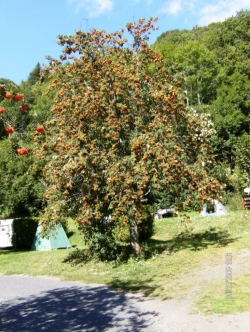 L'Ombrage Auvergne - Saint-Pierre-Colamine visuel 3/6 L'Ombrage Auvergne - Saint-Pierre-Colamine visuel 3/6