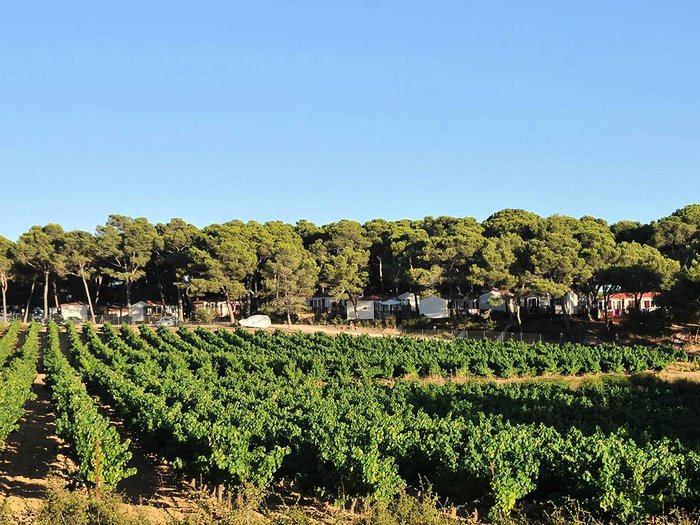 résidentiel la Pinède Languedoc-Roussillon - Castelnau-de-Guers visuel 8/16 résidentiel la Pinède Languedoc-Roussillon - Castelnau-de-Guers visuel 8/16