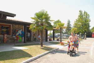 Tiglio Lombardije - Sirmione visuel 8/10 Tiglio Lombardije - Sirmione visuel 8/10