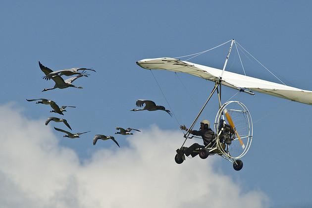 Voler avec Les Oiseaux Auvergne - Saint-Simon visuel 2/8 Voler avec Les Oiseaux Auvergne - Saint-Simon visuel 2/8