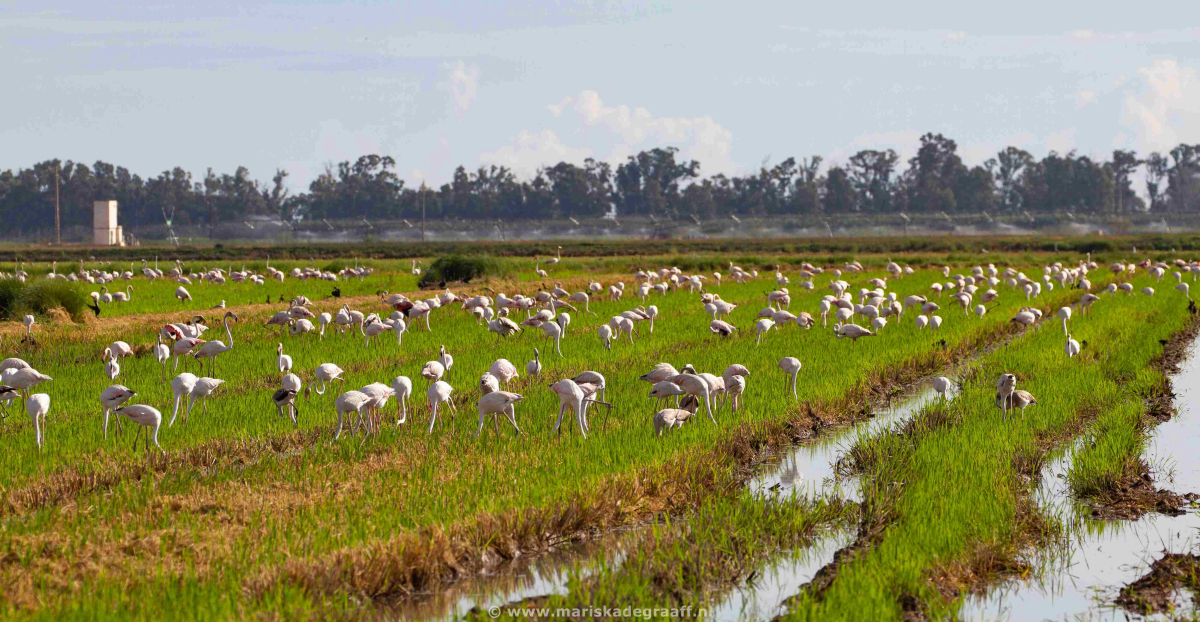 Taiga Delta de l'Ebre Costa Dorada - De Ampulla visuel 7/16 Taiga Delta de l'Ebre Costa Dorada - De Ampulla visuel 7/16