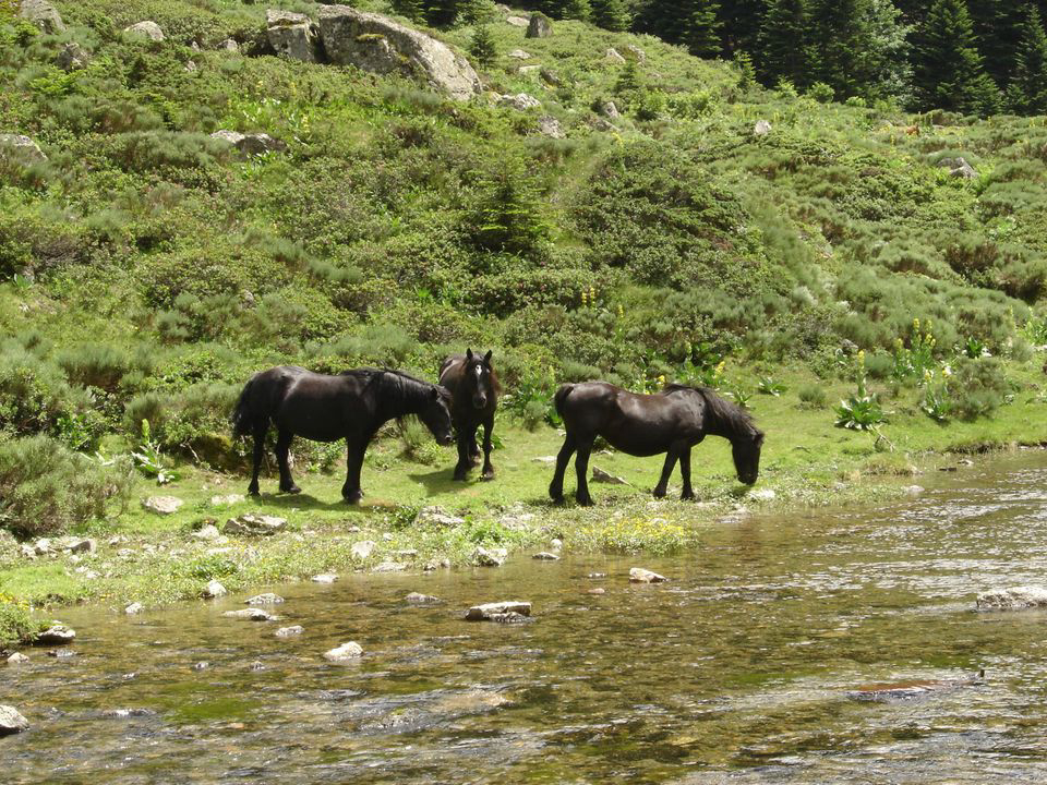 Le Malazeou Midi-Pyreneën - Ax-les-Thermes visuel 8/16 Le Malazeou Midi-Pyreneën - Ax-les-Thermes visuel 8/16