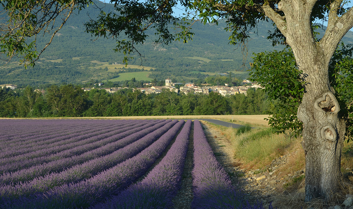 Les Myotis Provence-Alpes-Côte d'Azur - Zusteron visuel 15/17 Les Myotis Provence-Alpes-Côte d'Azur - Zusteron visuel 15/17