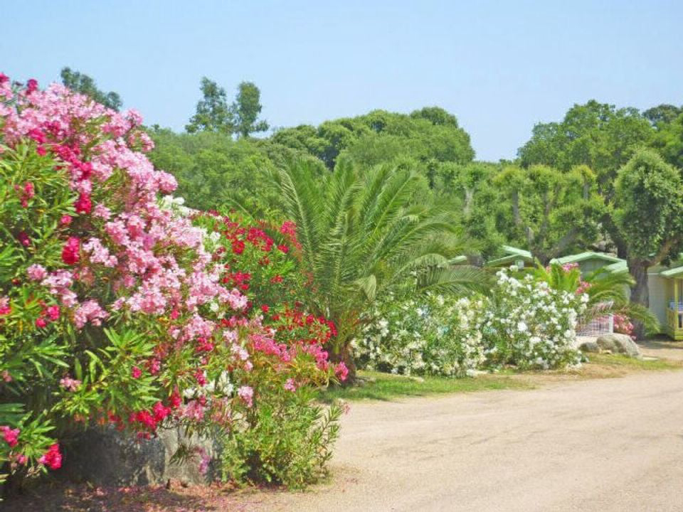 Pezza Cardo Corsica - Porto-Vecchio visuel 6/7 Pezza Cardo Corsica - Porto-Vecchio visuel 6/7