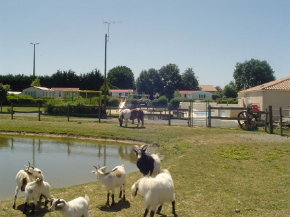 Camping - Vendrennes - Pays de Loire - Camping De La Motte - Image #8