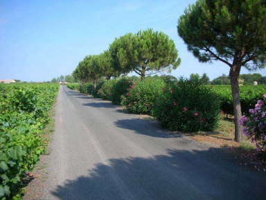 Camping - Pezenas - Languedoc-Roussillon - Camping de Montrose - Image #6