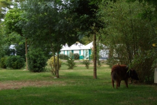 Camping Saint-Pierre-d'Oléron - 14 - campings
