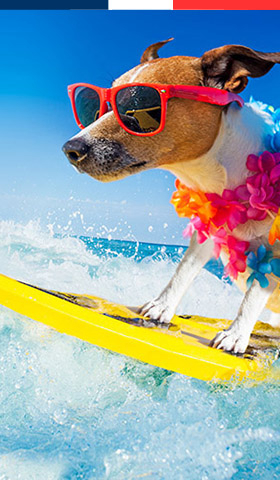 Campings waar huisdieren welkom zijn